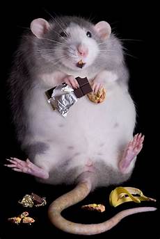 Pet Foods