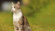 Pet Health