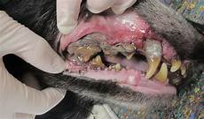 Pet Health