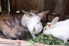 Pet Houses