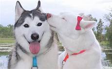 Pet Shelters