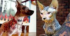 Pet Shelters