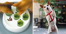 Pet Training Products
