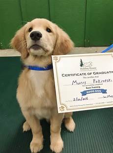 Pet Training