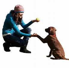 Pet Training