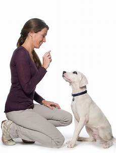 Pet Training
