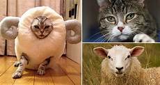 Pet Travel Products