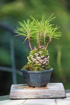 Pine Nuts