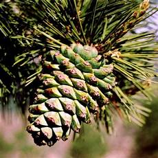 Pine Nuts