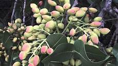 Pistachio Nuts