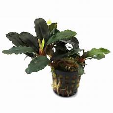 Plant Air Filtration