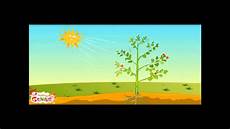 Plant Food