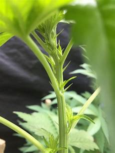 Plant Seeds
