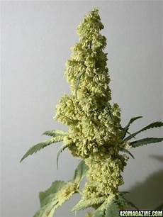 Plant Seeds