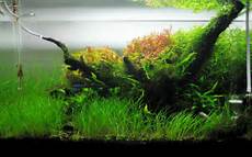Planted Aquarium