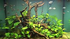 Planted Aquarium