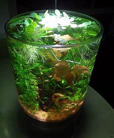 Planted Aquarium