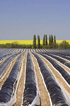 Plastic Films