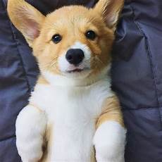 Plush Dogs