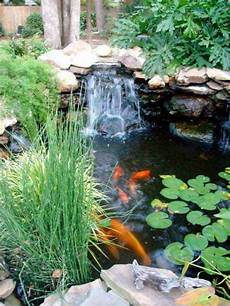 Pond Fish
