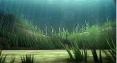Pond Fish