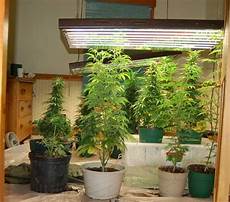 Pot Trays