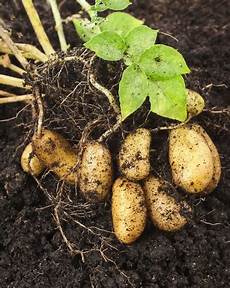 Potato Planter
