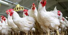 Poultry Feed