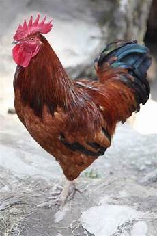 Poultry Nesting