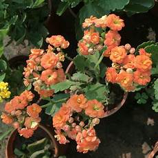 Preserved Fruit
