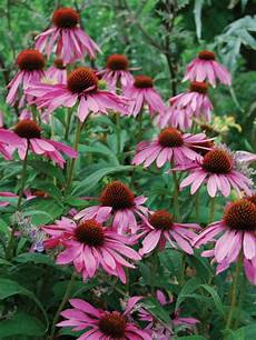 Purple Coneflower
