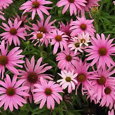 Purple Coneflower