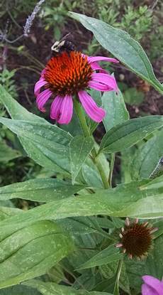 Purple Coneflower