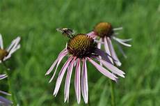 Purple Coneflower