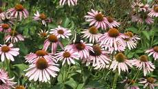 Purple Coneflower