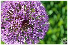 Purple Onion