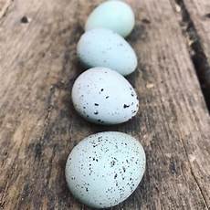 Quail Egg