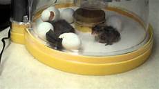 Quail Eggs