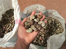 Quality Cashew Nuts