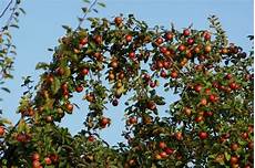 Quality Cashew Nuts
