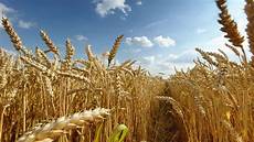 Quality Wheat Flour