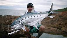 Queen Fish