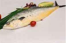 Queen Fish