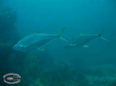 Queen Fish