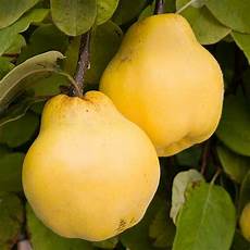 Quince Marmalade