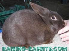 Rabbit Fur