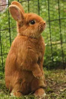 Rabbit Fur