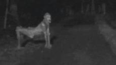 Rake