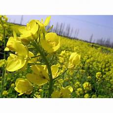 Rape Seeds