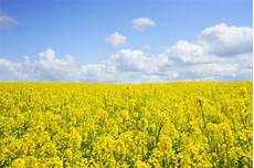 Rape Seeds